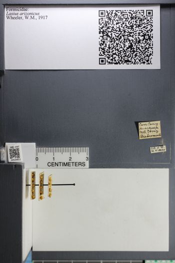 Media type: image; Entomology 526811